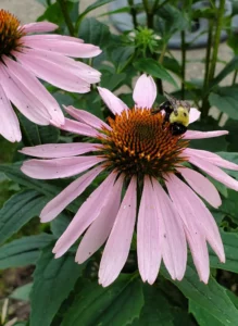 A bee on coneflower