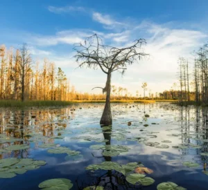 A tree in Okefenokee Swamp