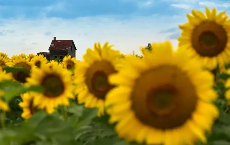 Old house behind a sunflower field
